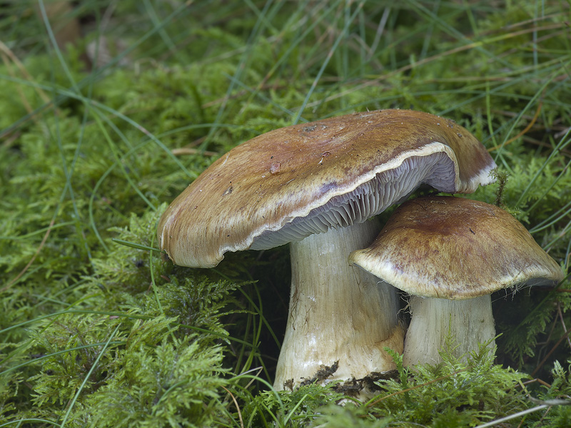 Cortinarius glaucopus